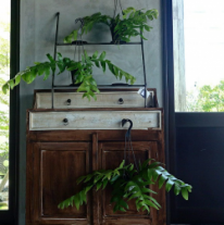 エピフィルム クリソカルディウム　観葉植物
