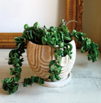 ホヤ カルノーサ コンパクタ　観葉植物