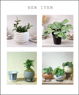 new item　アポアショップ　観葉植物