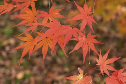 japanese-maple-and-bamboo1