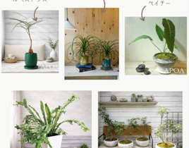 おすすめ観葉植物　アポアショップ