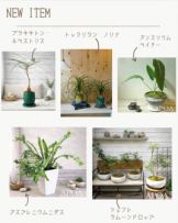 おすすめ観葉植物　アポアショップ