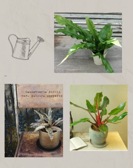 観葉植物　アポアショップ