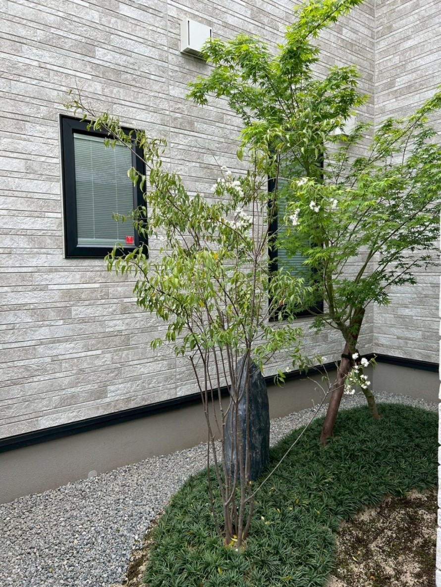 イロハモミジのある坪庭外構